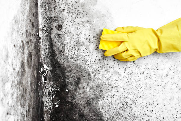 Best Mold Remediation Experts  in Liberty, TX