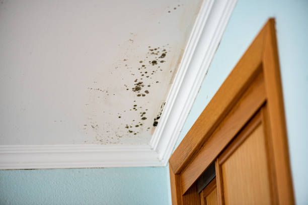Best Residential Mold Removal  in Liberty, TX