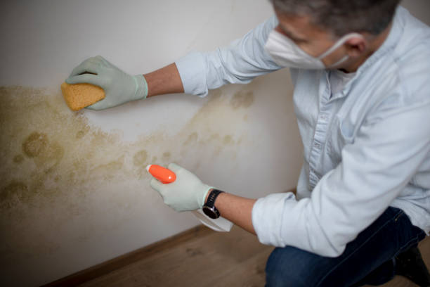Reliable Liberty, TX Mold Removal Solutions