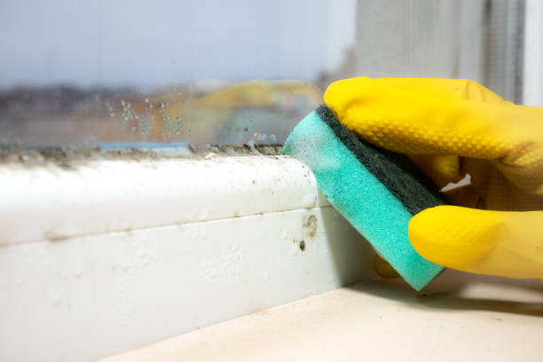 Best Fast Mold Removal  in Liberty, TX