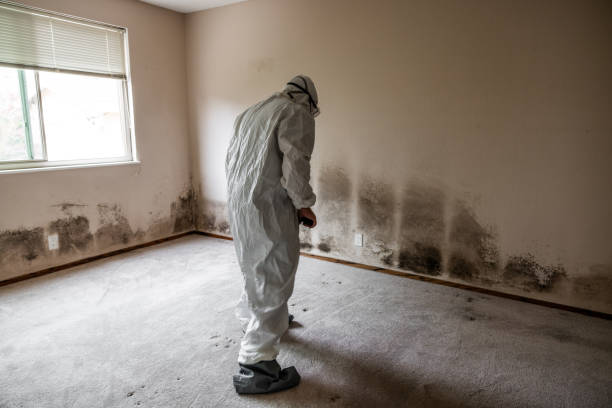 Best Commercial Mold Removal  in Liberty, TX