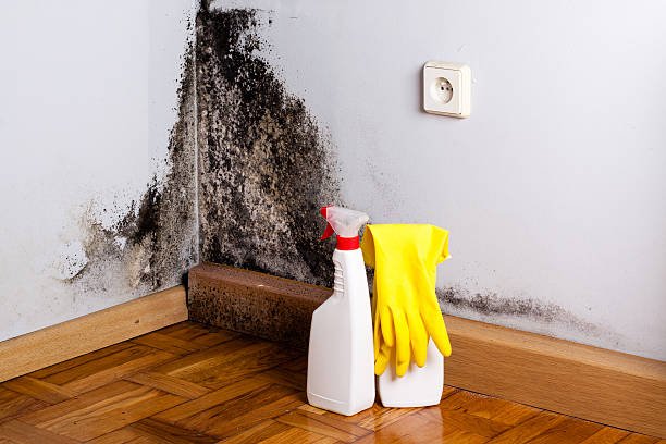 Best Toxic Mold Removal  in Liberty, TX