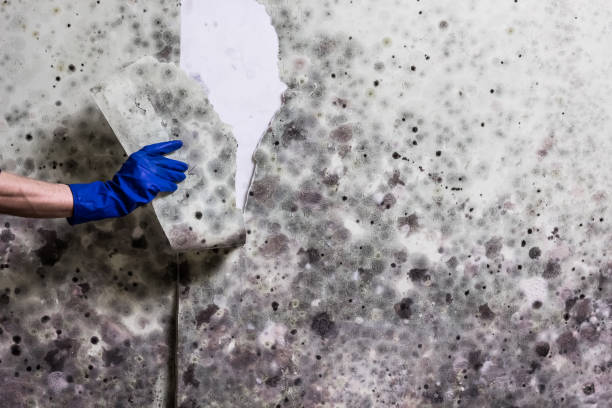 Liberty, TX Mold Removal Company