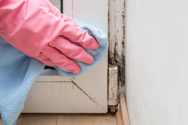 Best Home Mold Removal  in Liberty, TX